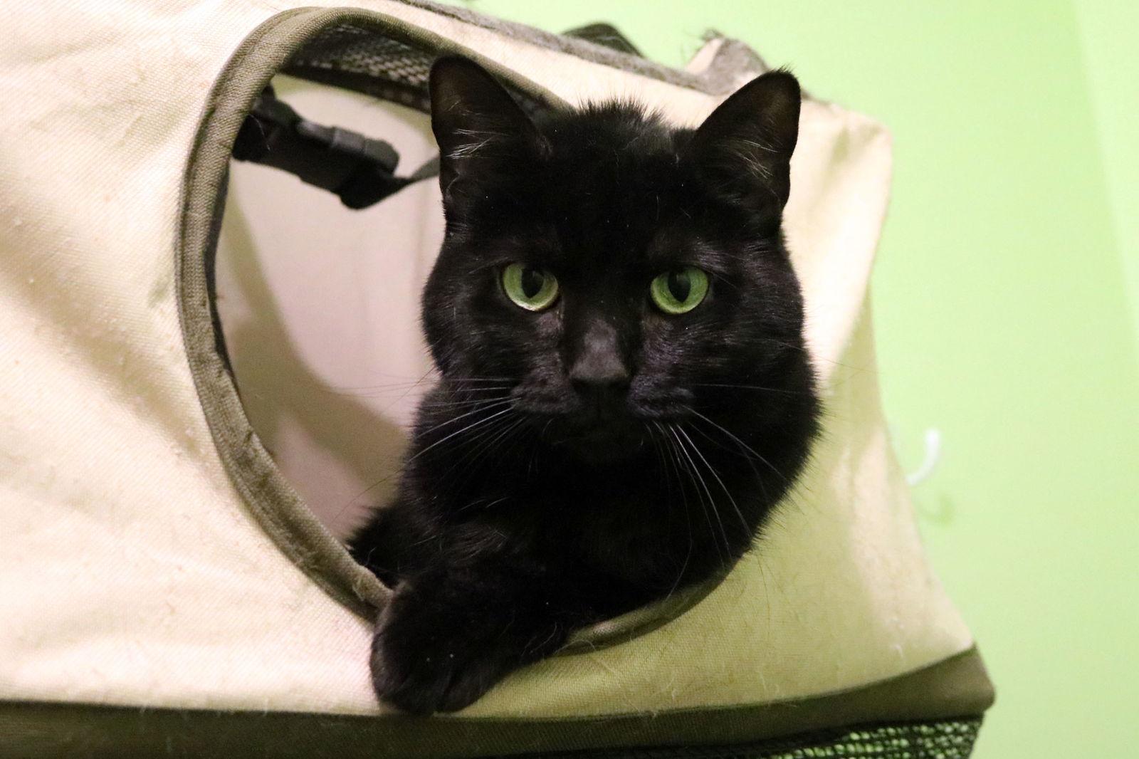 Harriett, a Adoptable Domestic Short Hair in Buford, GA image 1/3