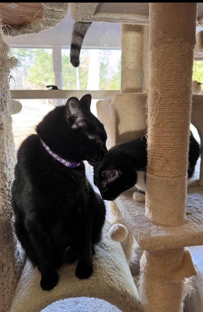 Harriett, a Adoptable Domestic Short Hair in Buford, GA image 2/3