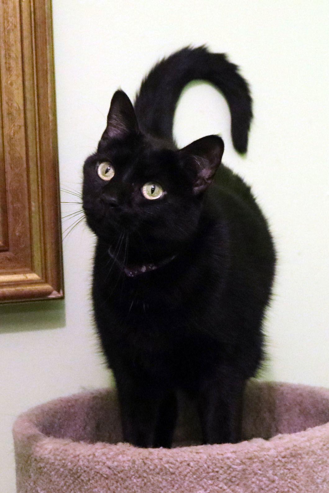 Harriett, a Adoptable Domestic Short Hair in Buford, GA image 3/3