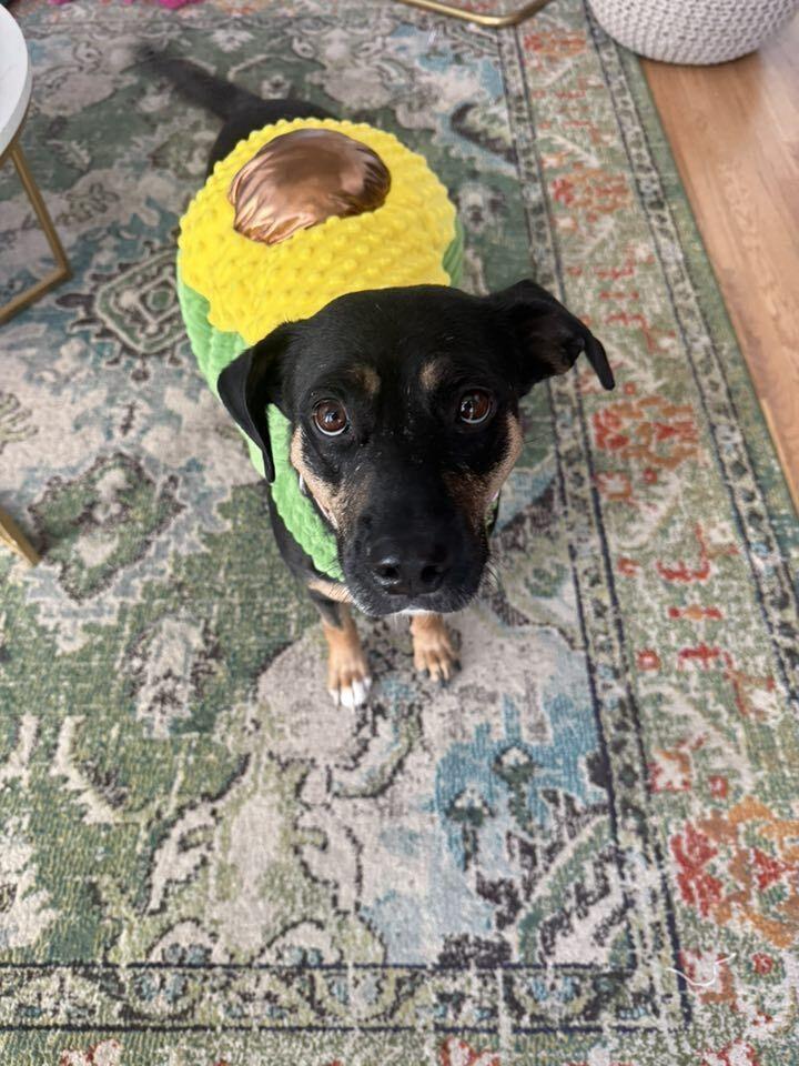 Ladybug, Adoptable, Adult Female Labrador Retriever & Rottweiler.