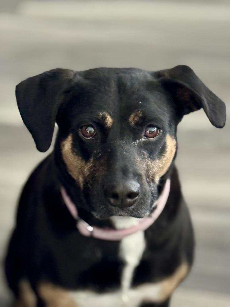 Ladybug, a Adoptable mixed breed in Littleton, CO image 2/6