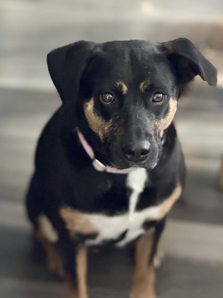Ladybug, a Adoptable mixed breed in Littleton, CO image 5/6