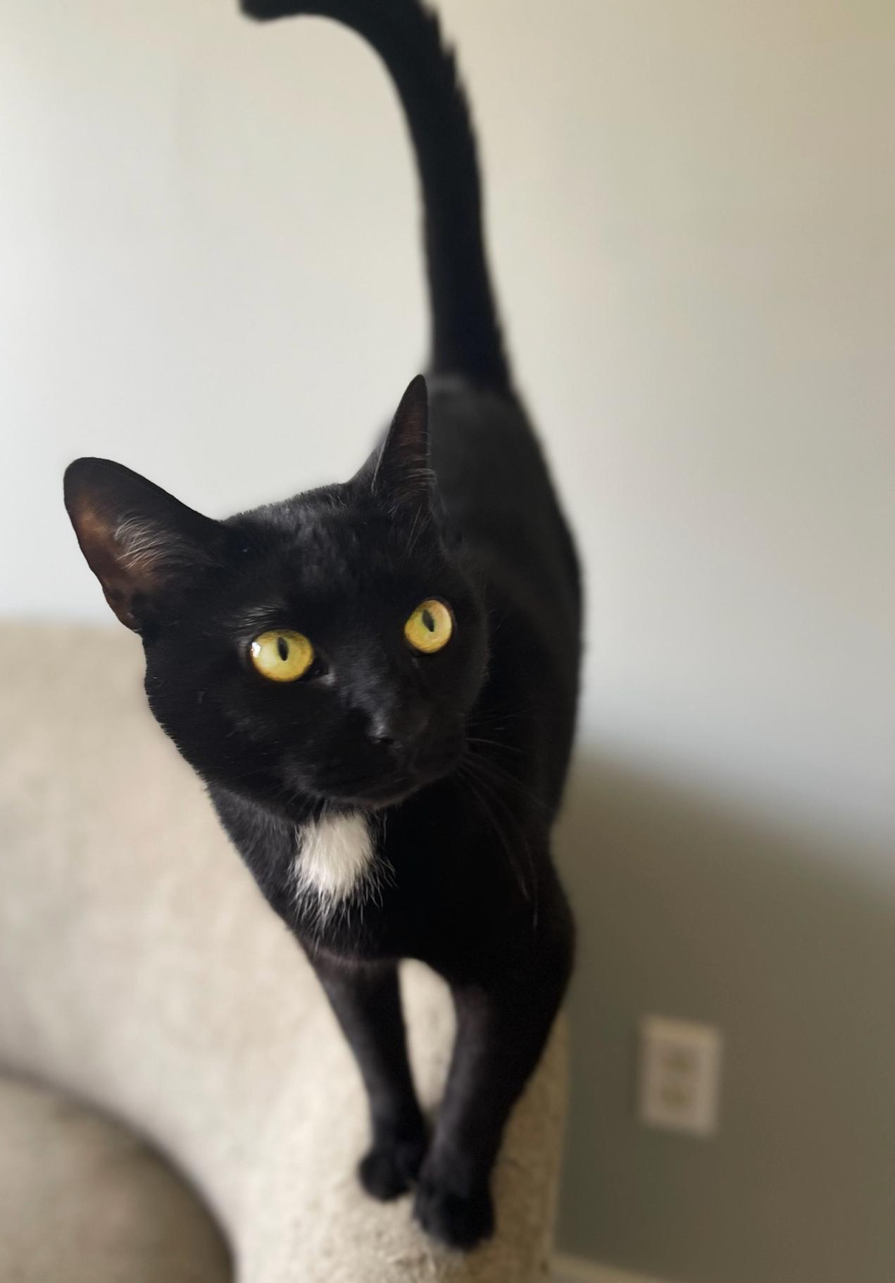 Billie, Adoptable, Adult Female Domestic Short Hair.