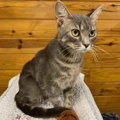 Serenity - Meet meet at The Kitten Around Cat Lounge!, Young Female Tabby