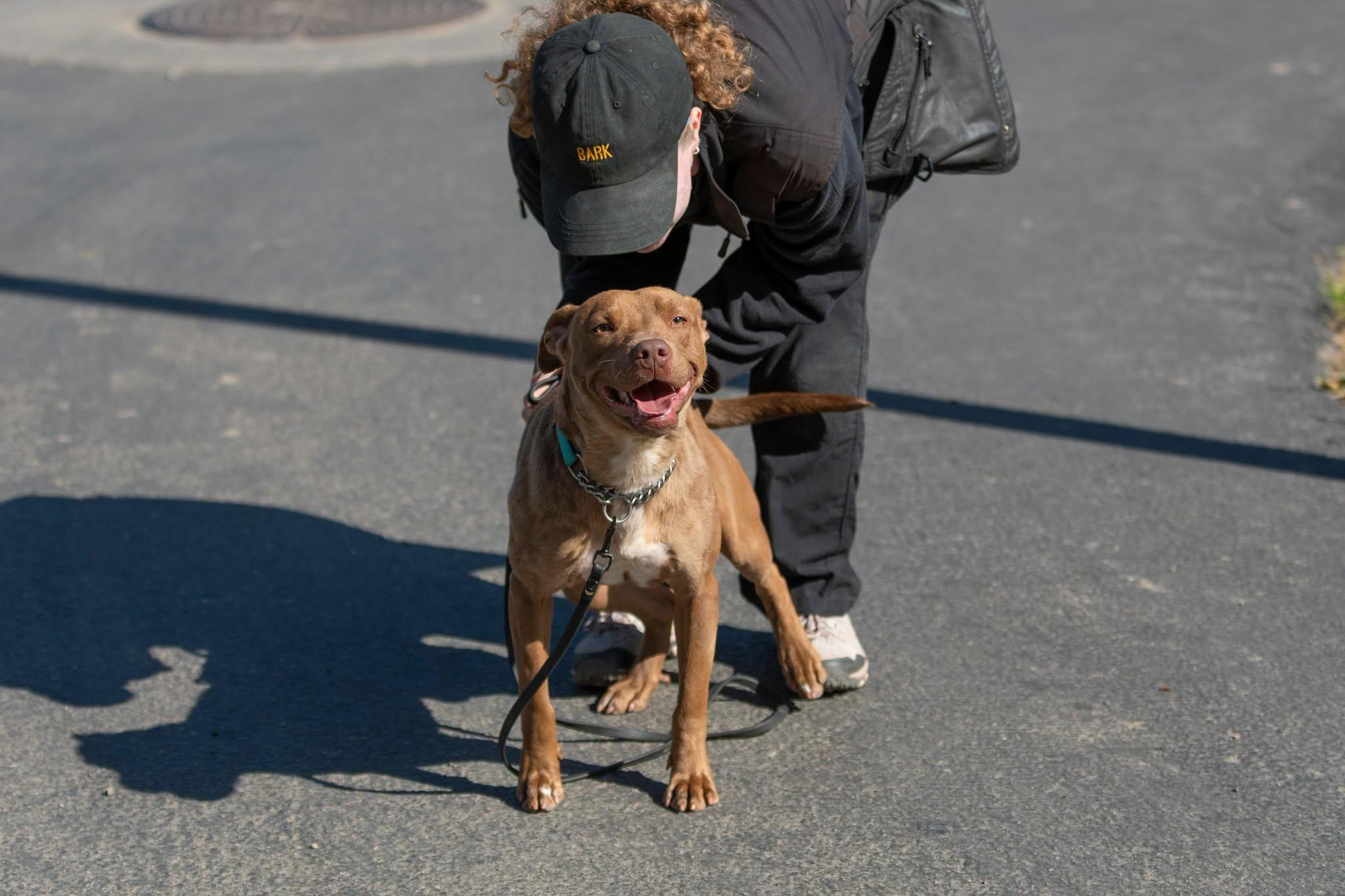 Enlarge Winston, a ADOPTABLE mixed breed in Santa Paula, CA image 2/4