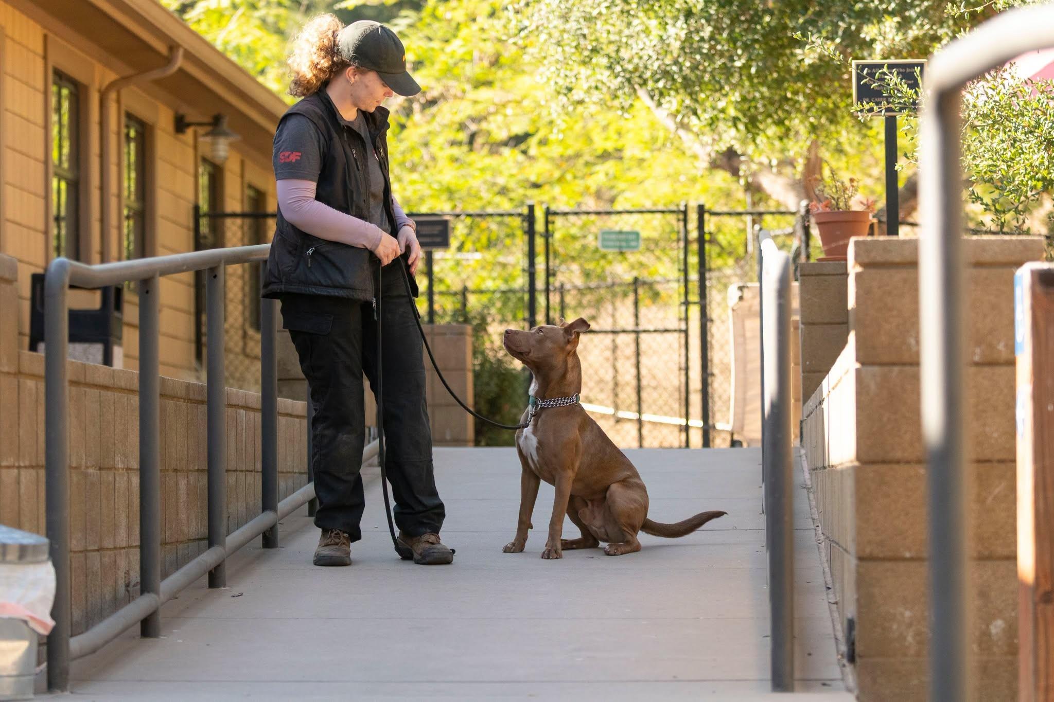 Enlarge Winston, a ADOPTABLE mixed breed in Santa Paula, CA image 3/4