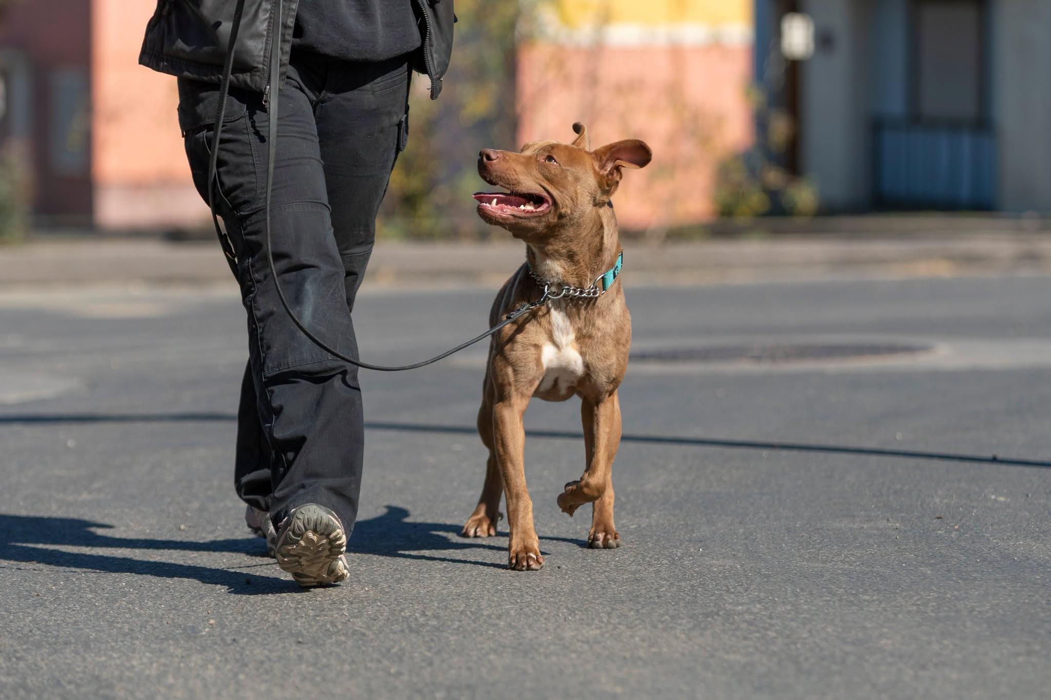 Enlarge Winston, a ADOPTABLE mixed breed in Santa Paula, CA image 4/4