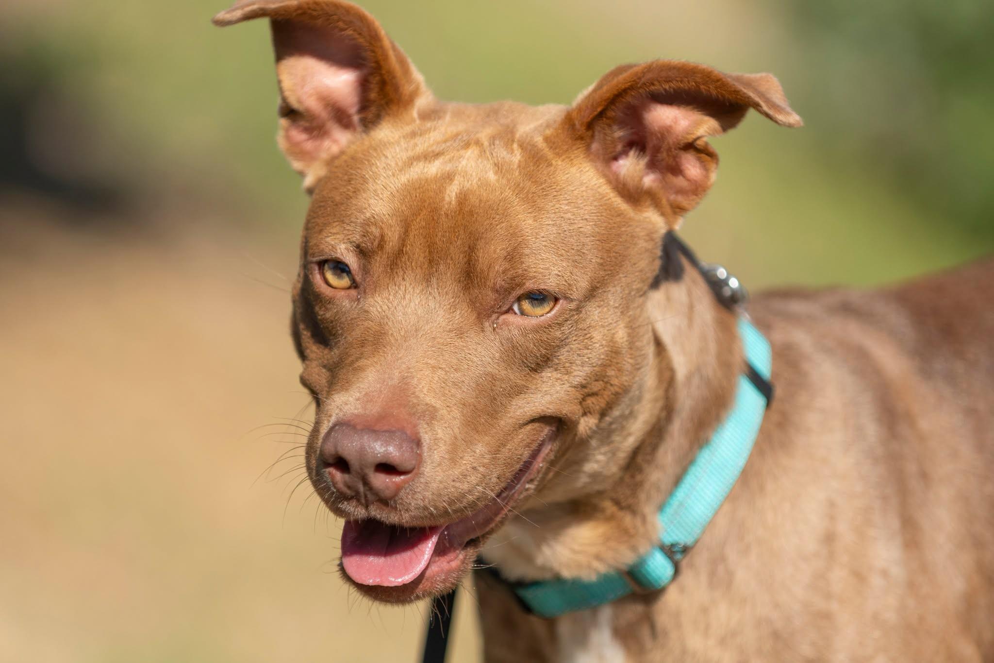Winston, ADOPTABLE, Young Male Pit Bull Terrier.