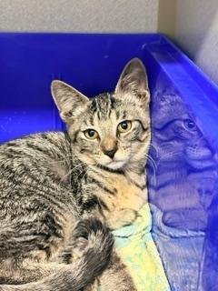 Marin, an adoptable Domestic Short Hair in Winter Haven, FL image 4/5