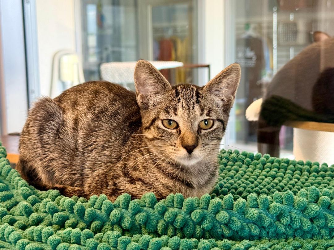 Marin, an adoptable Domestic Short Hair in Winter Haven, FL image 1/5