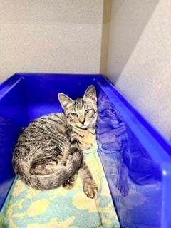 Marin, an adoptable Domestic Short Hair in Winter Haven, FL image 5/5
