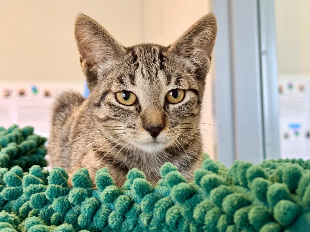 Marin, an adoptable Domestic Short Hair in Winter Haven, FL image 2/5