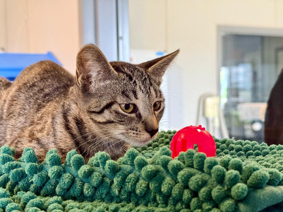 Marin, an adoptable Domestic Short Hair in Winter Haven, FL image 3/5