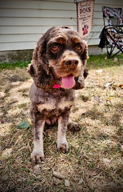 Brandy, Adoptable, Adult Female Cocker Spaniel.