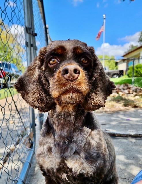 Enlarge Brandy, a Adoptable Cocker Spaniel in Austin, TX image 2/5