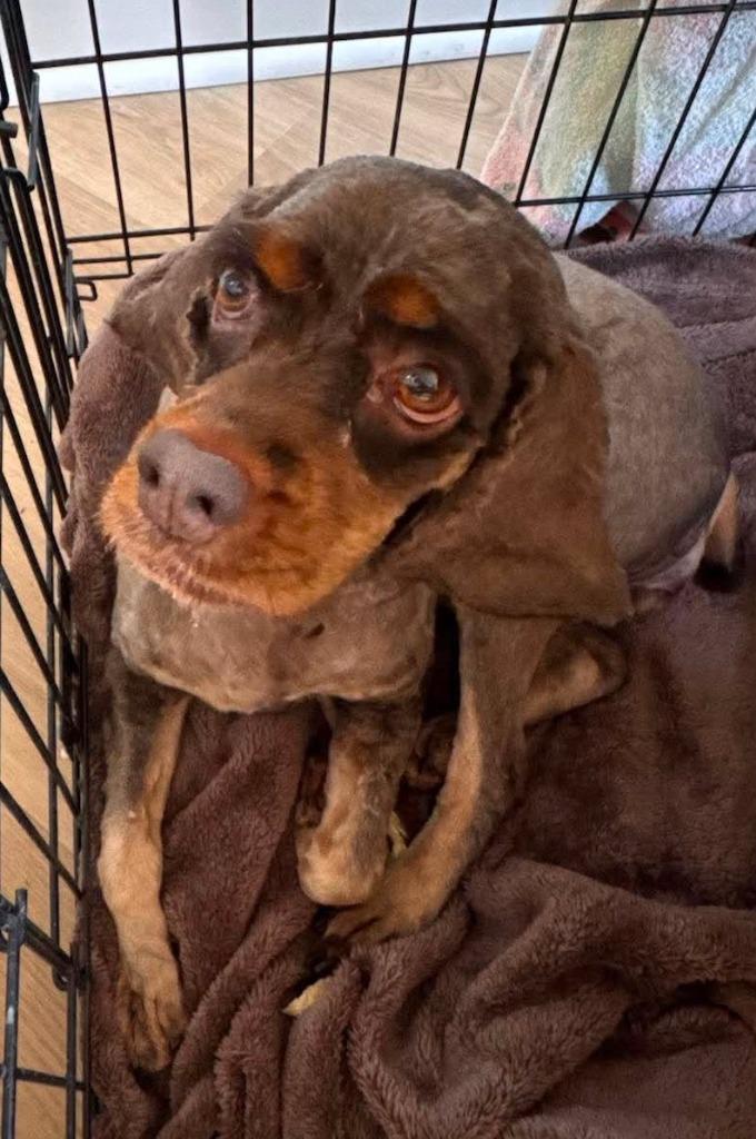 Enlarge Brandy, a Adoptable Cocker Spaniel in Austin, TX image 3/5