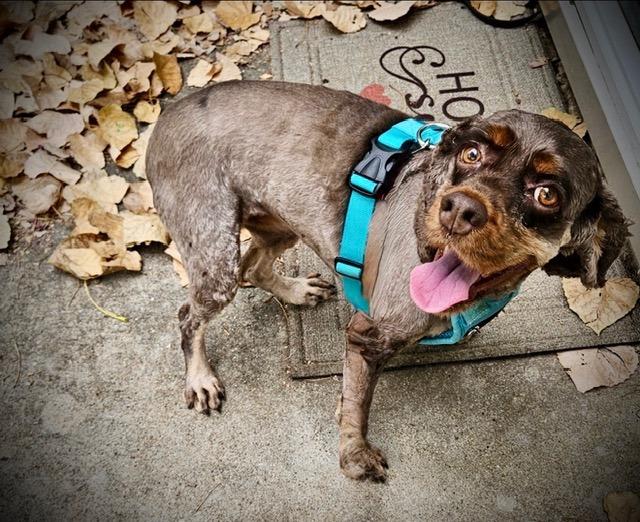 Enlarge Brandy, a Adoptable Cocker Spaniel in Austin, TX image 4/5