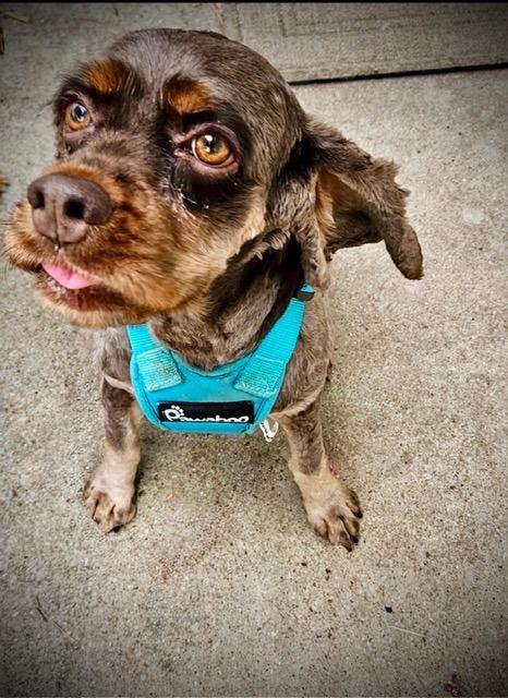 Enlarge Brandy, a Adoptable Cocker Spaniel in Austin, TX image 5/5