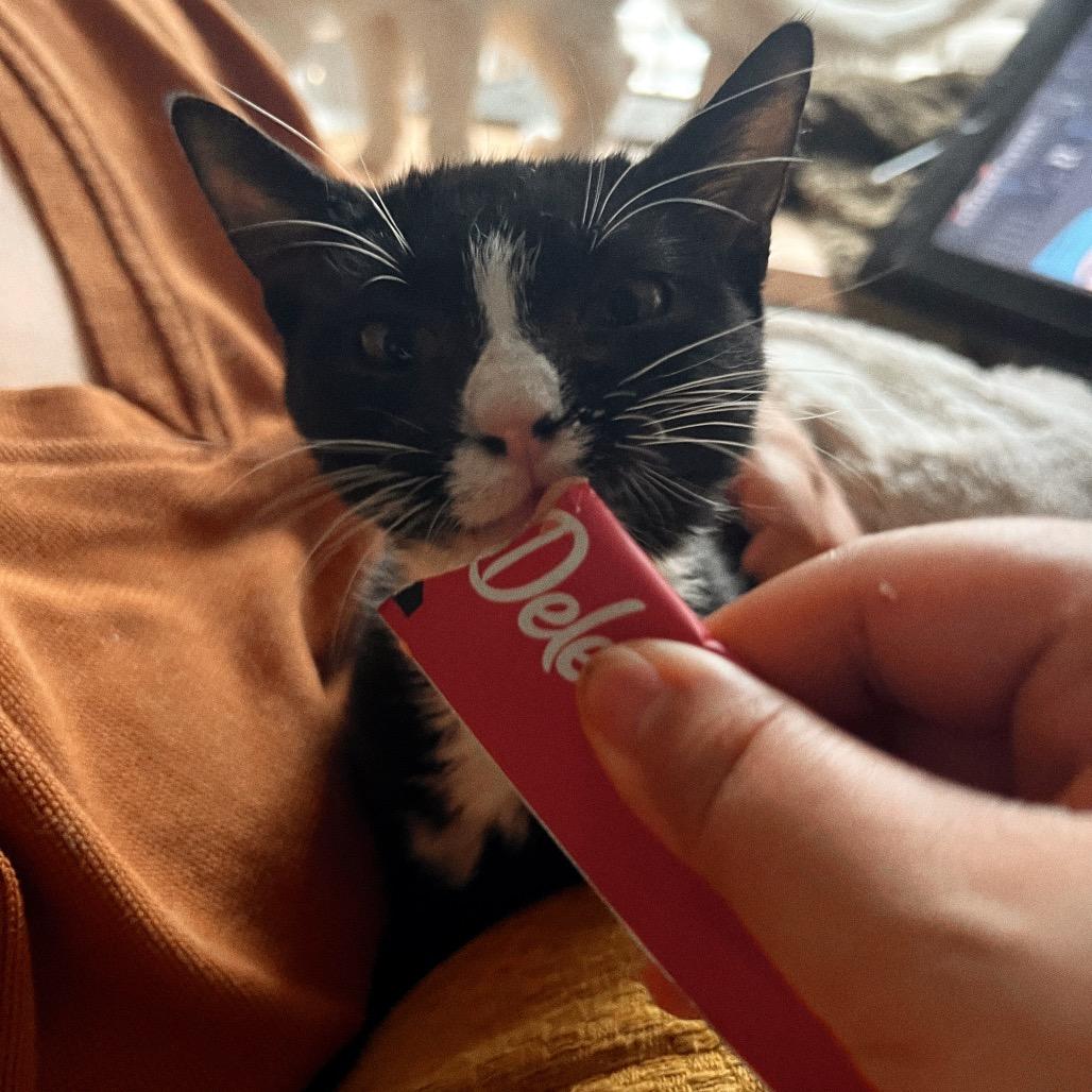 DOMINO, a Adoptable Domestic Short Hair in San Antonio, TX image 1/4