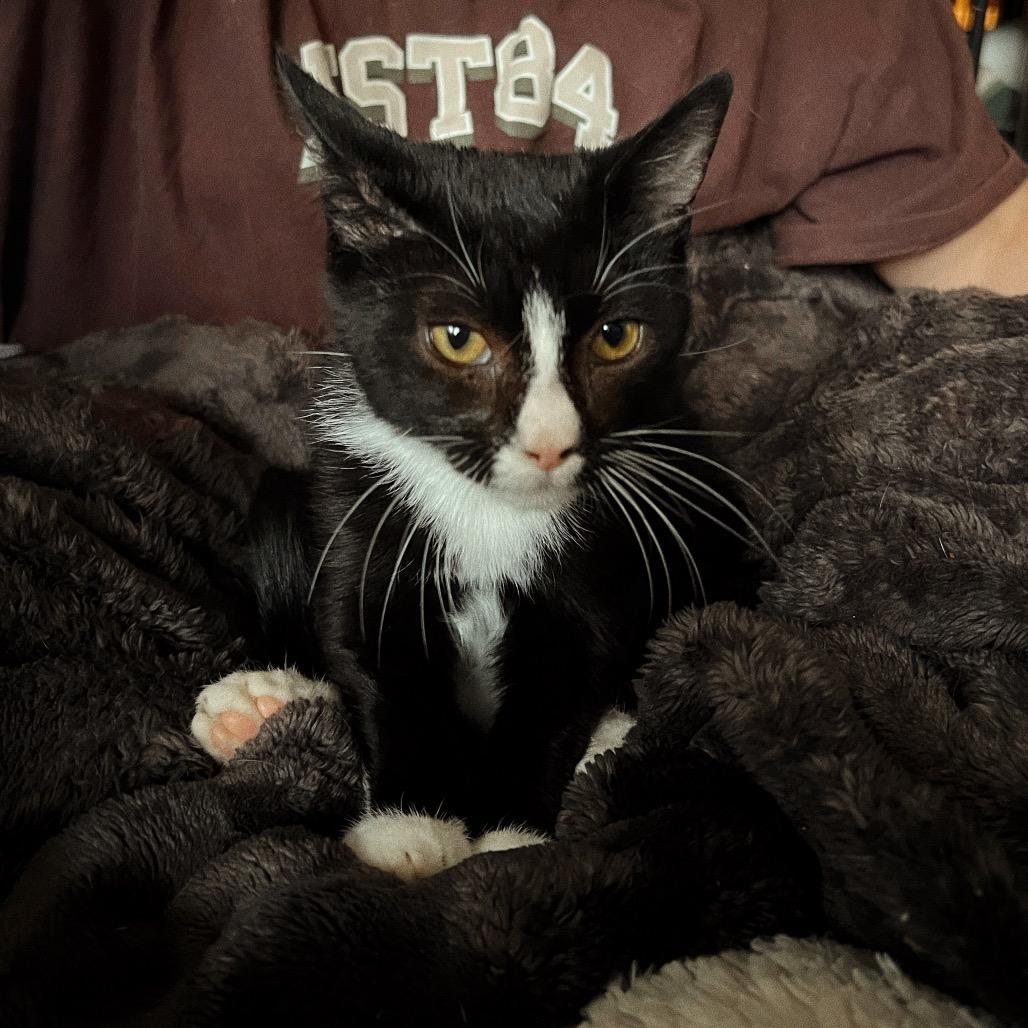 DOMINO, a Adoptable Domestic Short Hair in San Antonio, TX image 2/4