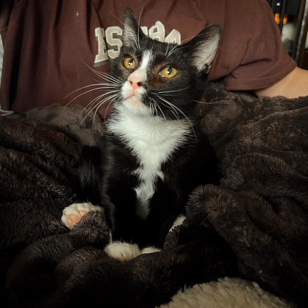 DOMINO, a Adoptable Domestic Short Hair in San Antonio, TX image 3/4