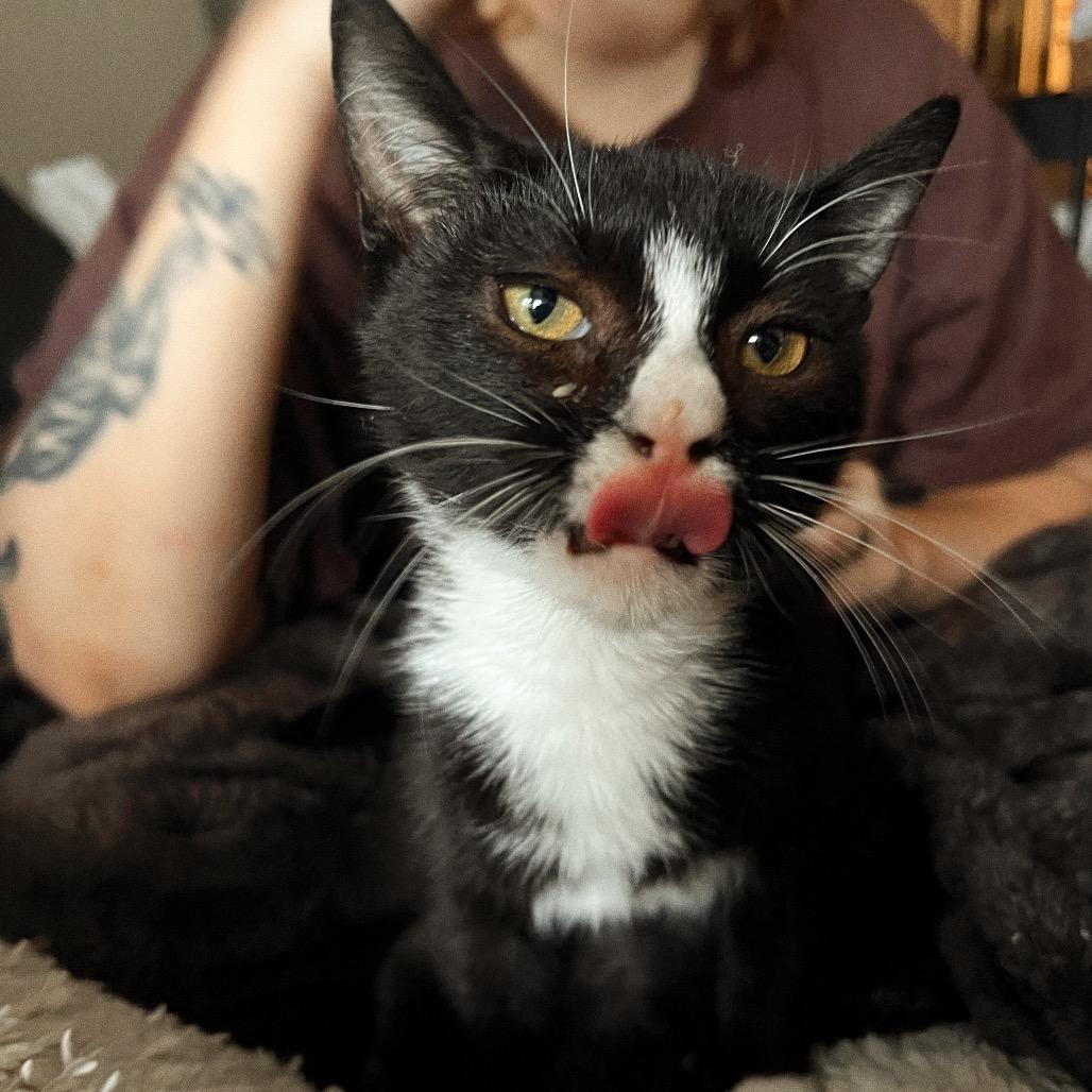 DOMINO, a Adoptable Domestic Short Hair in San Antonio, TX image 4/4