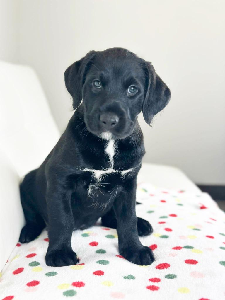 Cake Litter Chocolate Lava thumbnail 3