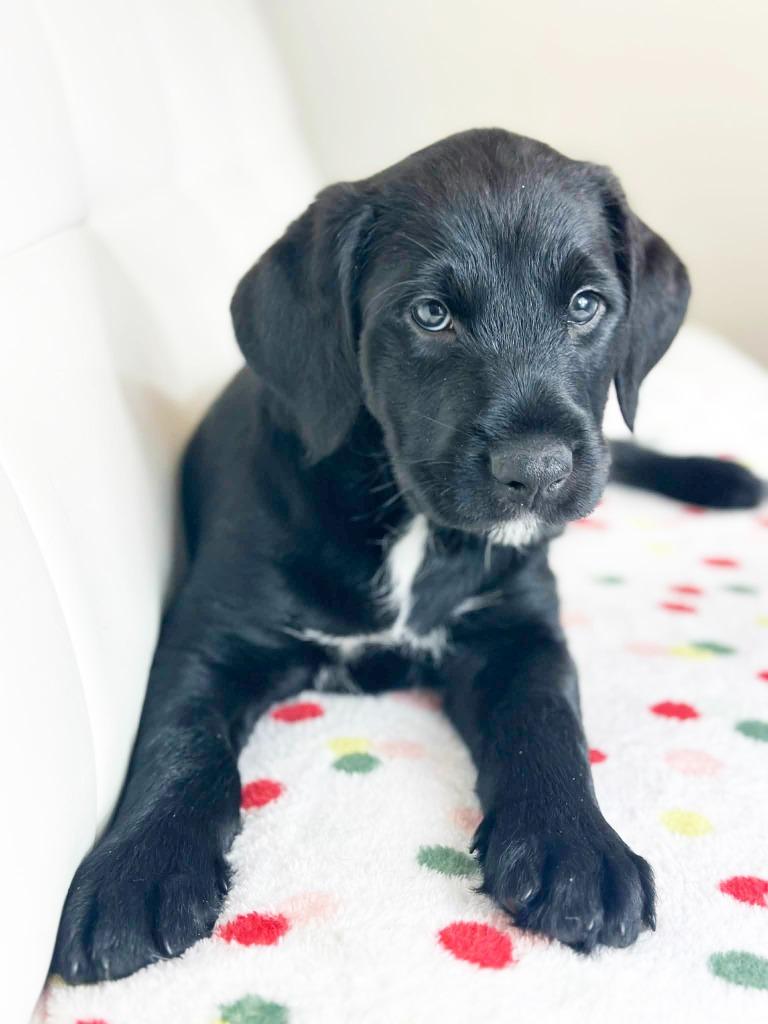 Cake Litter Chocolate Lava thumbnail 4