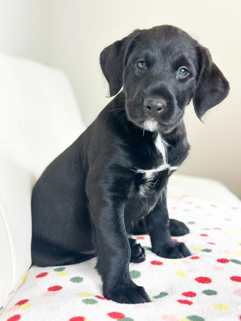 Cake Litter Chocolate Lava thumbnail 5