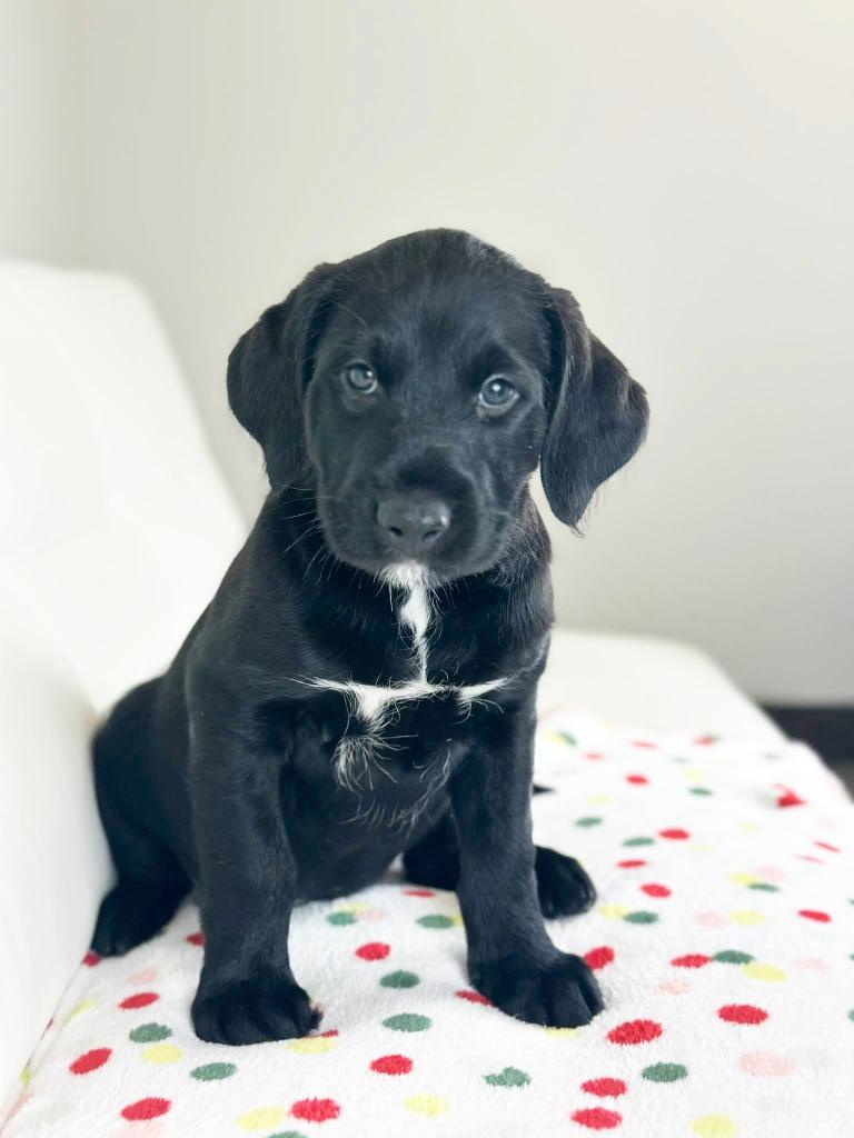 Cake Litter Chocolate Lava thumbnail 6