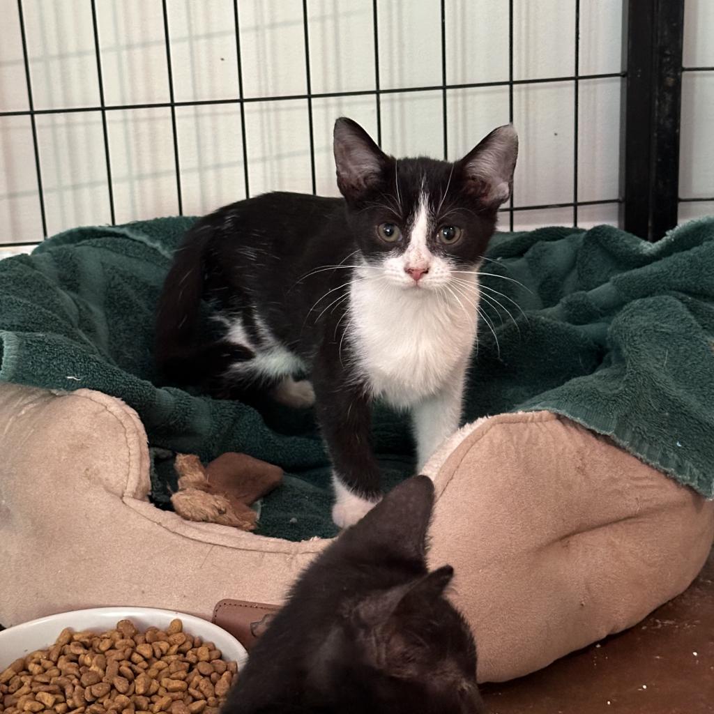 Enlarge Hannah, a Adoptable Domestic Short Hair in Durham, NC image 1/1