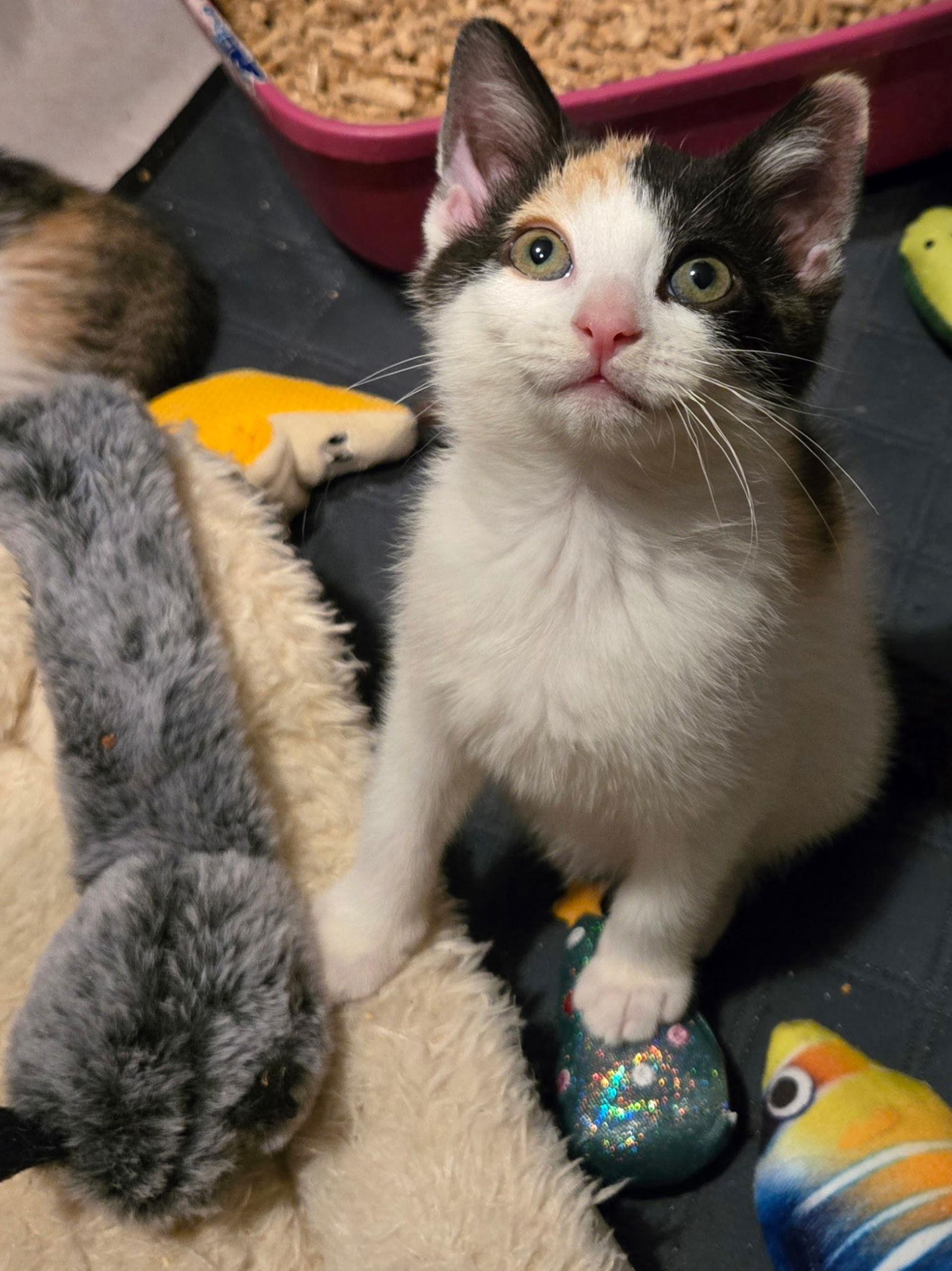 Gouda, Adoptable, Kitten Female Domestic Short Hair.