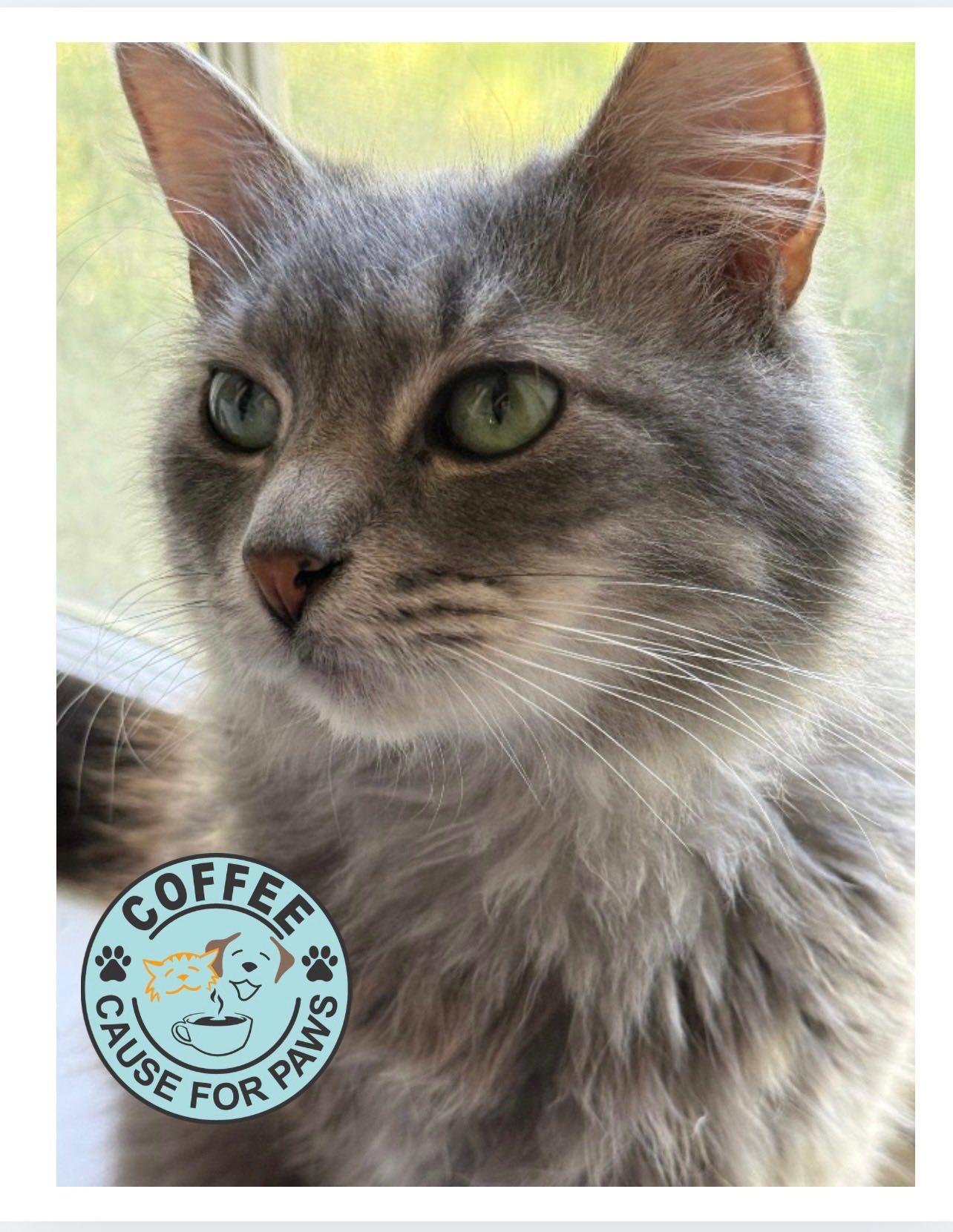Sylver, Adoptable, Adult Male Domestic Long Hair.