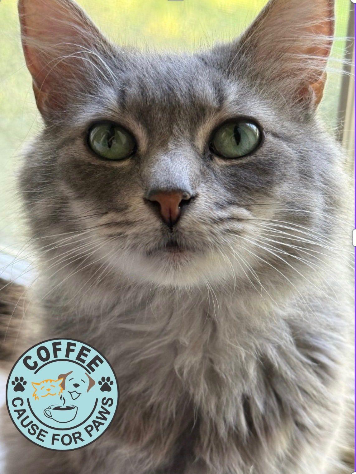 Sylver, a Adoptable Domestic Long Hair in Douglas, GA image 2/3