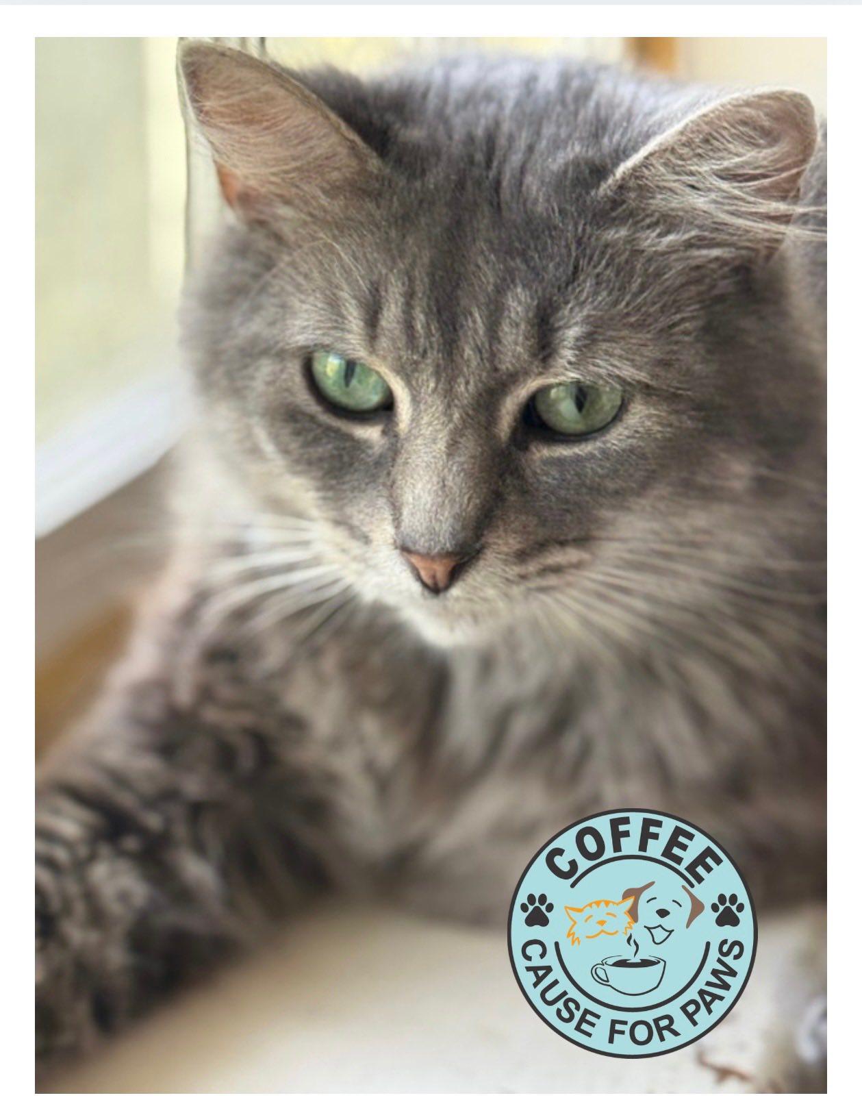 Sylver, a Adoptable Domestic Long Hair in Douglas, GA image 3/3