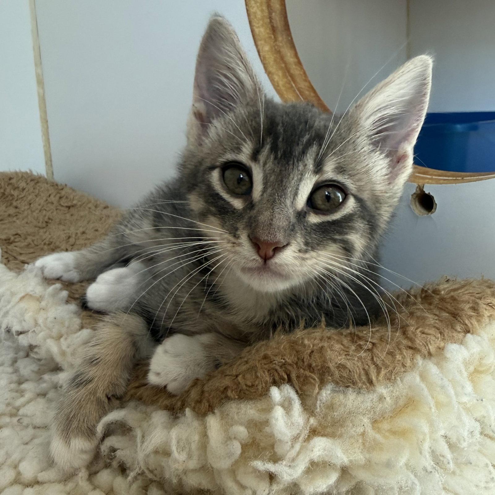 Enlarge Quill, a Adopted Domestic Short Hair in Oakland, CA image 1/3