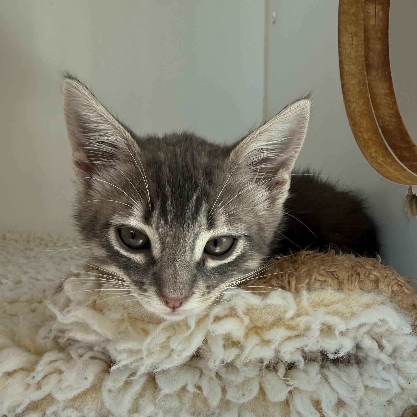 Enlarge Quill, a Adopted Domestic Short Hair in Oakland, CA image 3/3