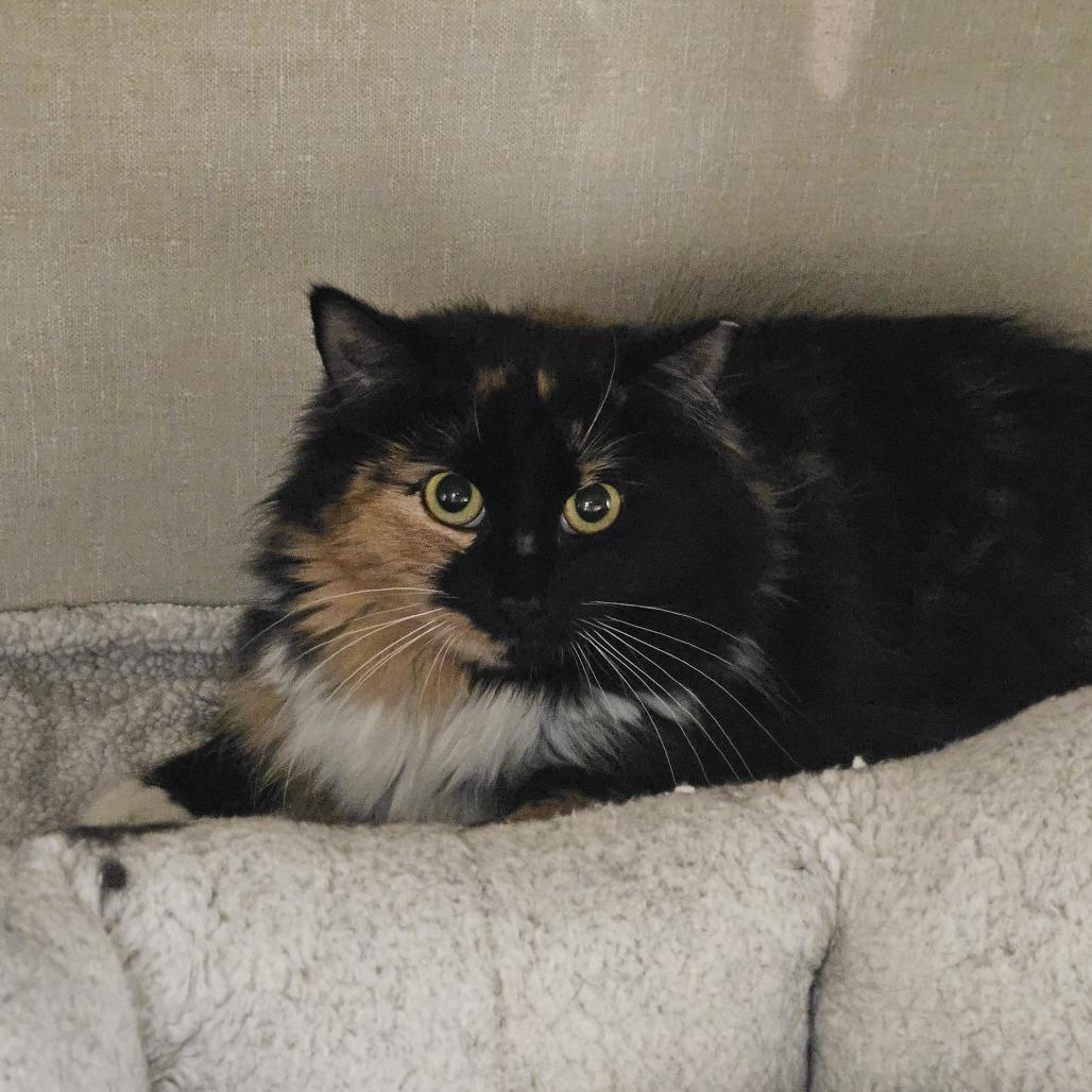 Enlarge Bailey, a Adoptable Domestic Long Hair in Conway, NH image 1/4