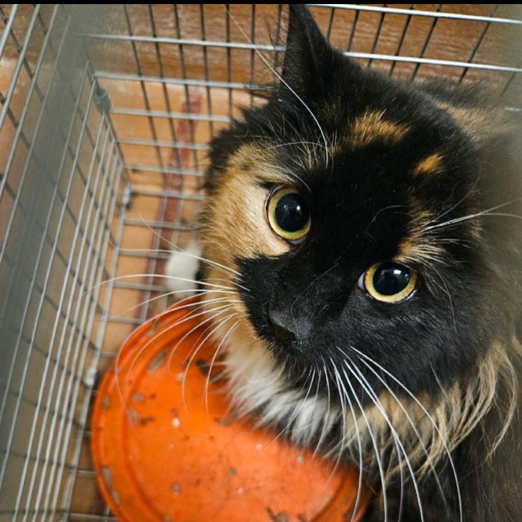 Enlarge Bailey, a Adoptable Domestic Long Hair in Conway, NH image 2/4