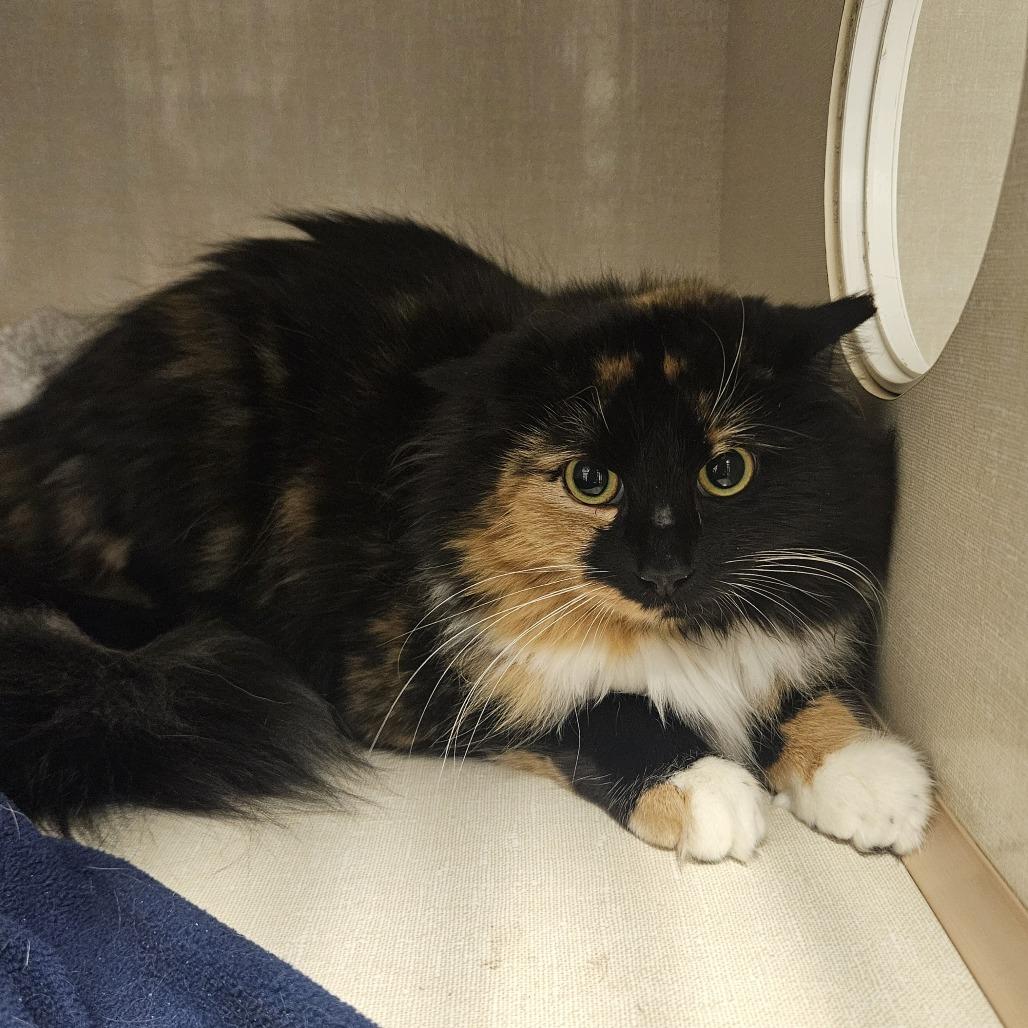 Enlarge Bailey, a Adoptable Domestic Long Hair in Conway, NH image 3/4