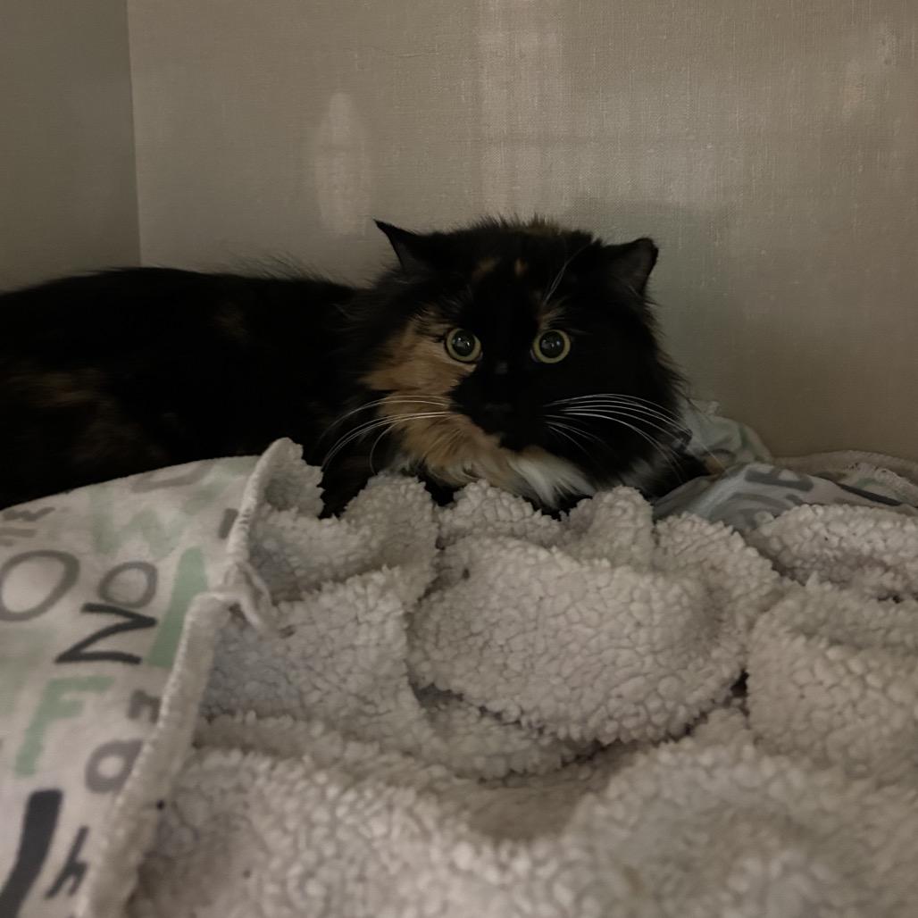 Enlarge Bailey, a Adoptable Domestic Long Hair in Conway, NH image 4/4