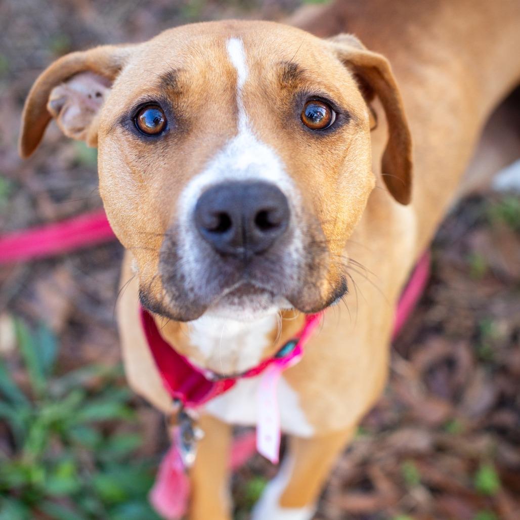 Chamomile, Adoptable, Adult Female American Staffordshire Terrier.