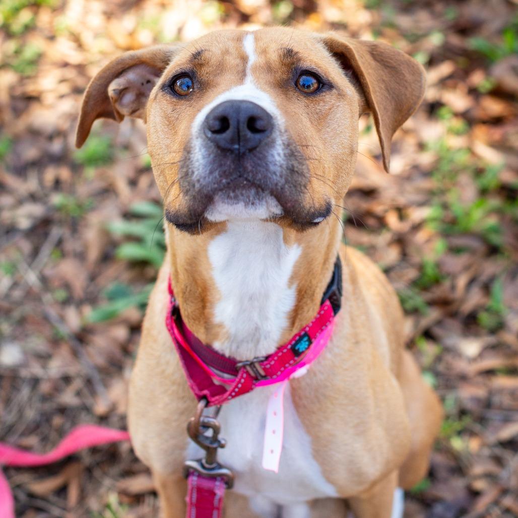 Enlarge Chamomile, a Adoptable mixed breed in Hattiesburg, MS image 2/2