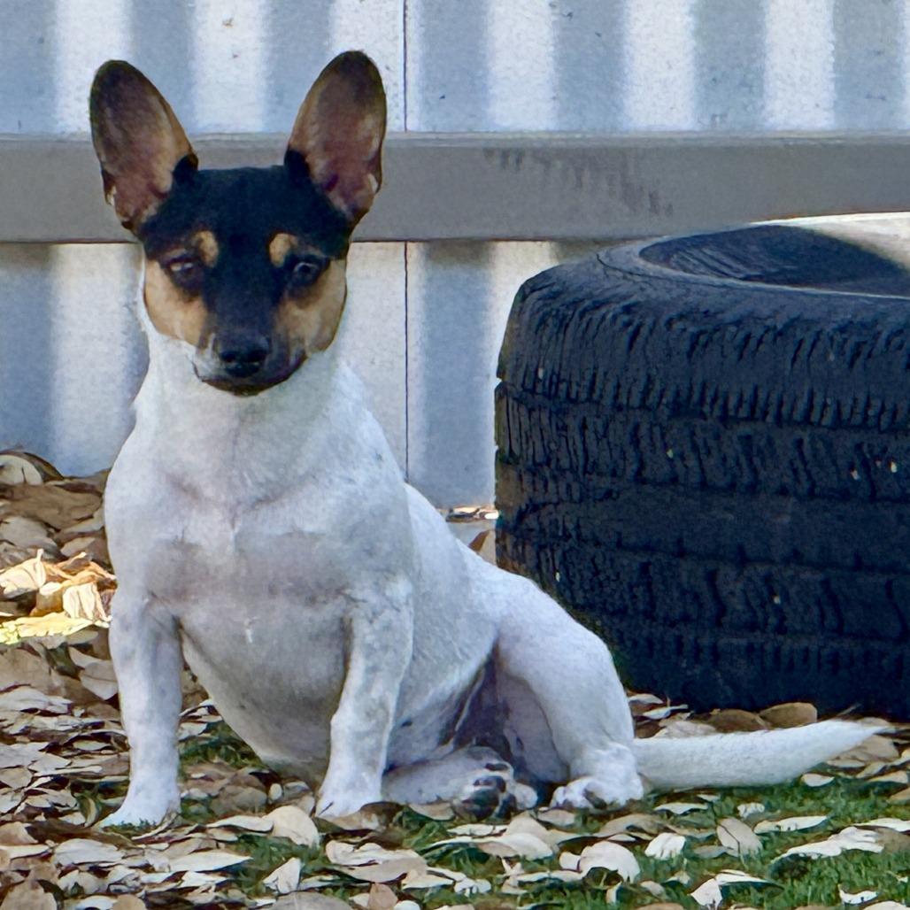 Elvira - pretty girl with big ears!, Adoptable, Adult Female Rat Terrier & Chihuahua.