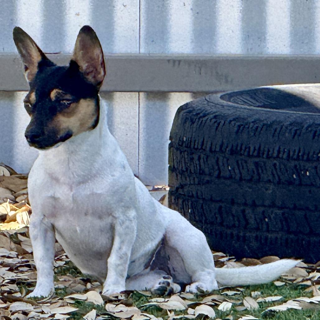 Enlarge Elvira - pretty girl with big ears!, a Adoptable mixed breed in Austin, TX image 3/4