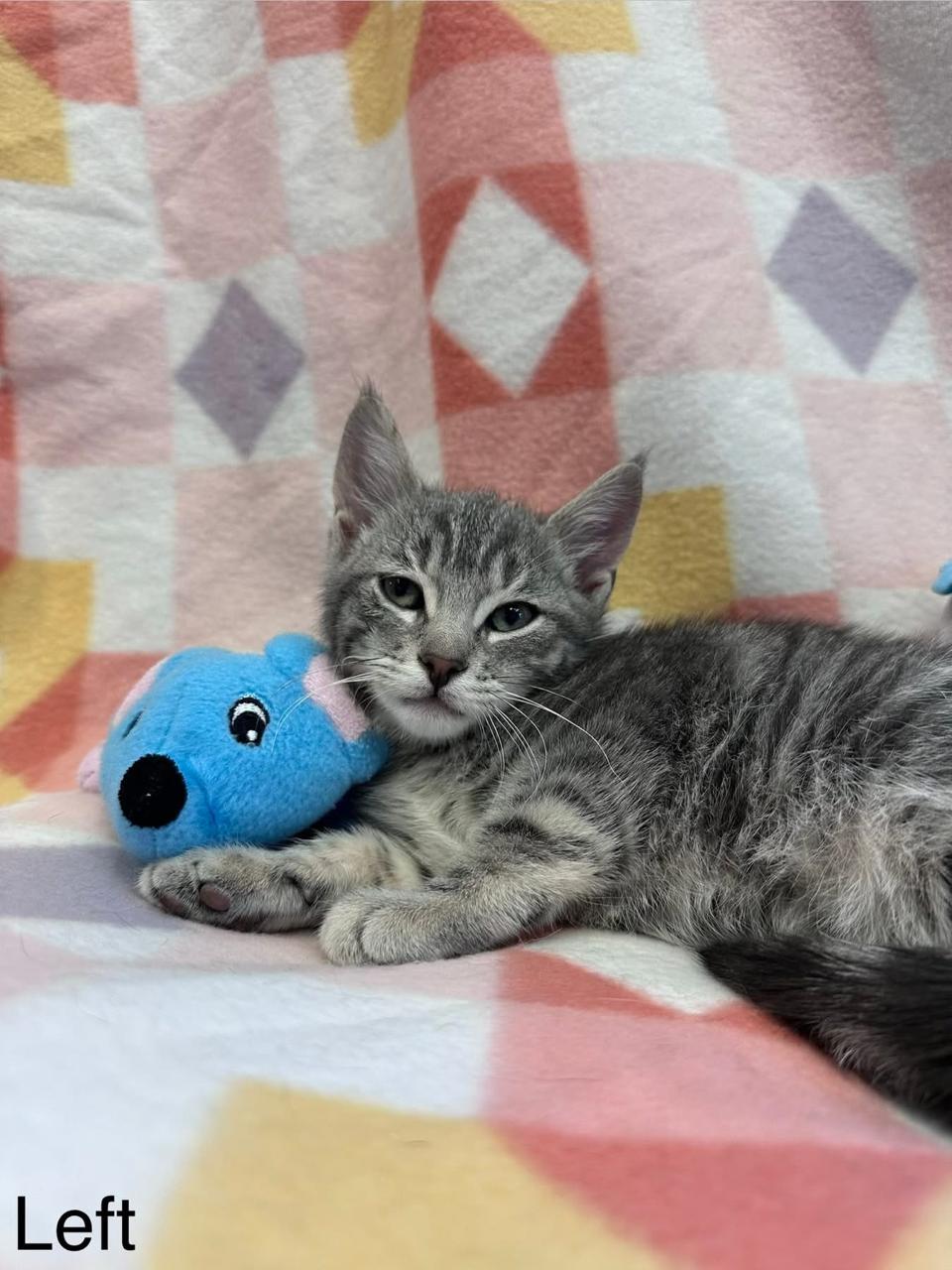 Left - Direction Kitten - Brother of Down, Right and Up, adopted, Young Male Domestic Short Hair.