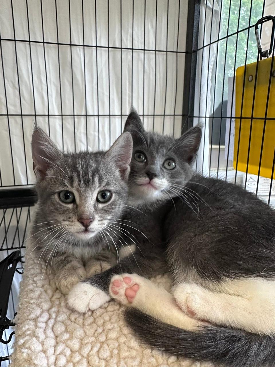 Left - Direction Kitten - Brother of Down, Right and Up, an adopted Domestic Short Hair in East Northport, NY image 2/2