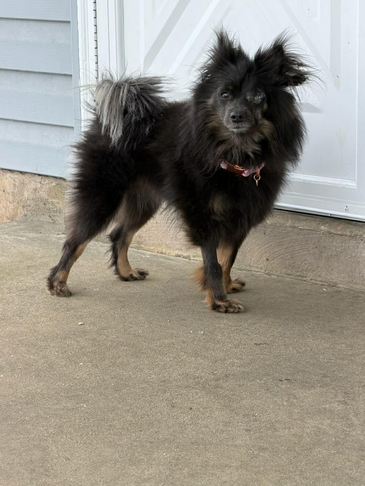 Enlarge Kira, a ADOPTABLE mixed breed in Kutztown, PA image 2/6