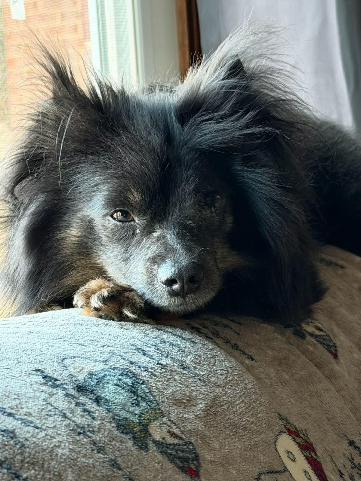 Enlarge Kira, a ADOPTABLE mixed breed in Kutztown, PA image 5/6