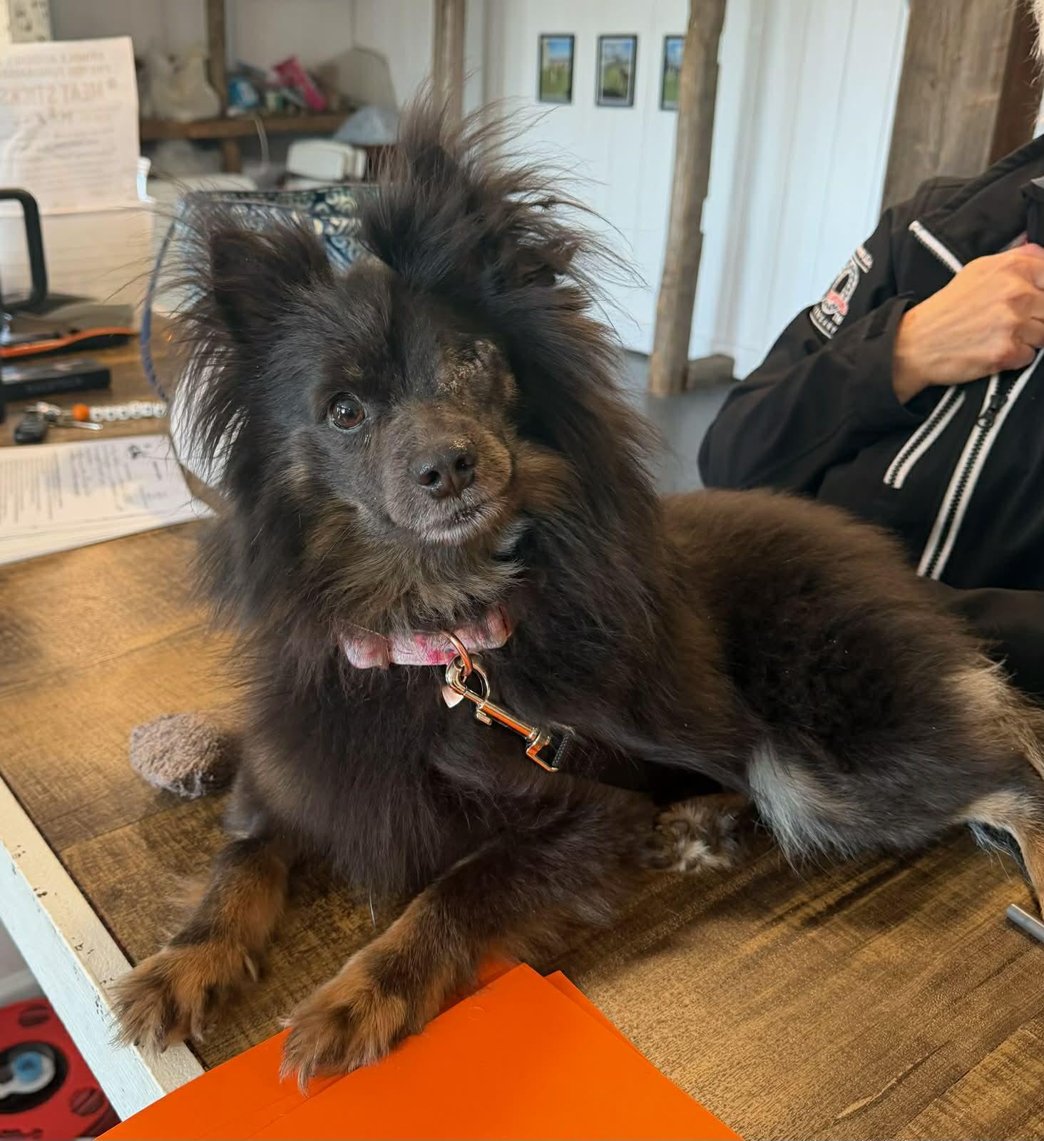 Kira, ADOPTABLE, Adult Female Pomeranian.